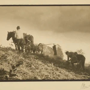 Photograph by Olaf Christoffersen from 1926 of farmers and a horse during a potato harvest, capturing the timeless rhythm of rural life.