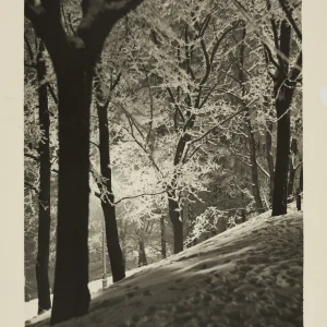 Photograph by Olaf Christoffersen of snow-covered trees illuminated by a street lantern in St. Hanshaugen, Oslo, evoking a magical winter evening atmosphere.